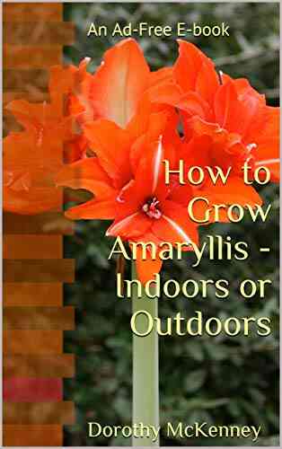 How To Grow Amaryllis Indoors Or Outdoors: An Ad Free E