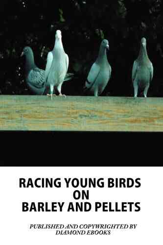 RACING YOUNG BIRDS ON BARLEY AND PELLETS