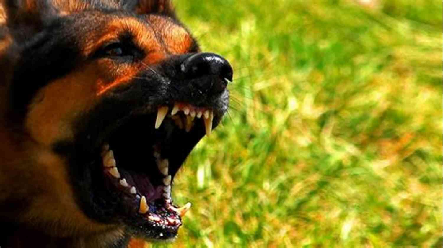 A Dog Barking Loudly Why Dogs Bark And How To Stop Excessive Barking