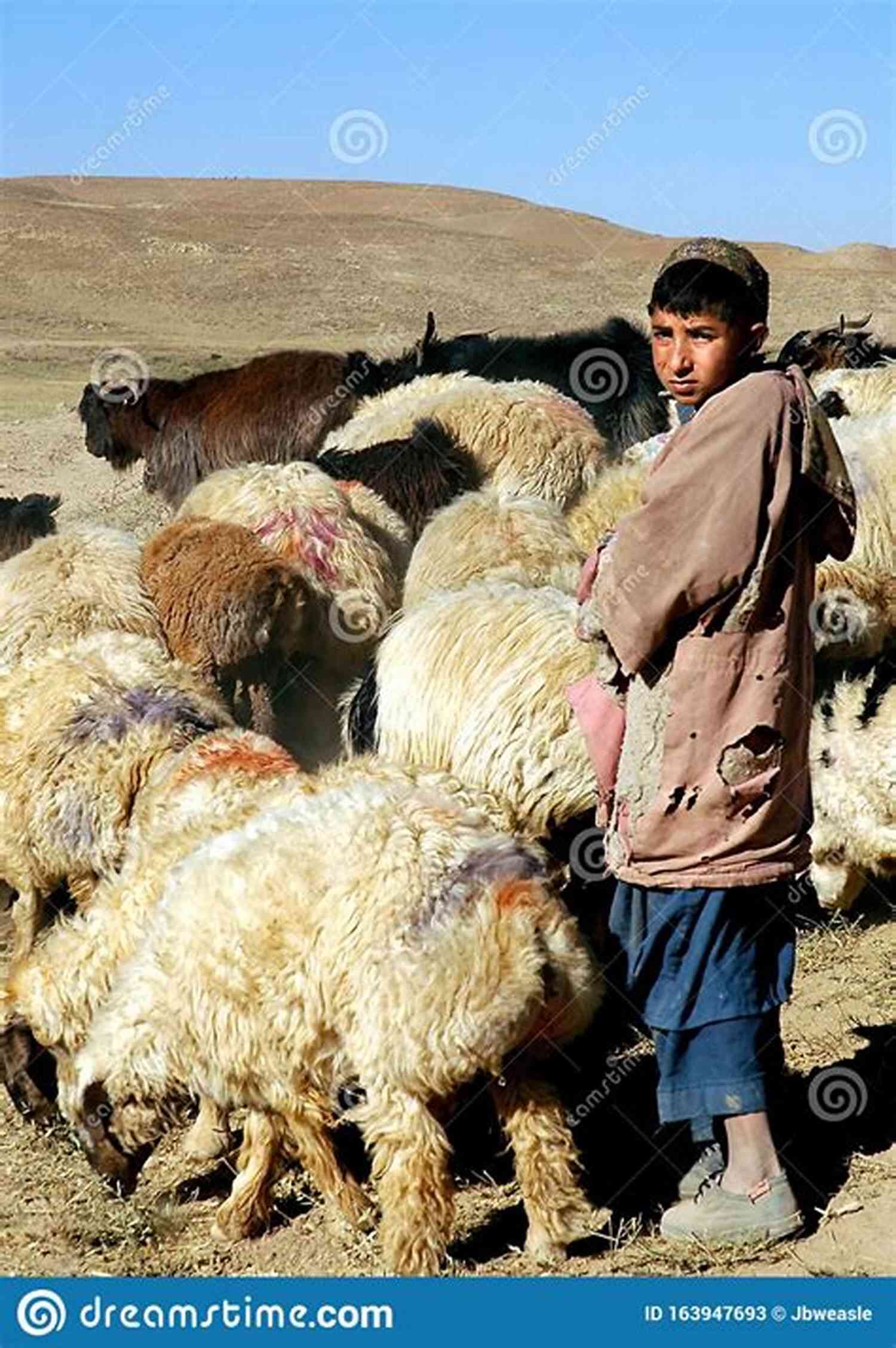 A Young Boy Standing Near A Flock Of Sheep And Crying For Help A One Night Stand With Nine: The Uncommon Side Of Common Stories