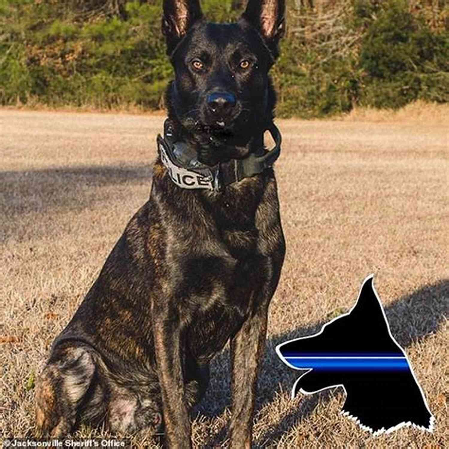 Carjack Kidnap Hunter K9 Detective In Action Carjack Kidnap (Hunter K9 Detective 1)