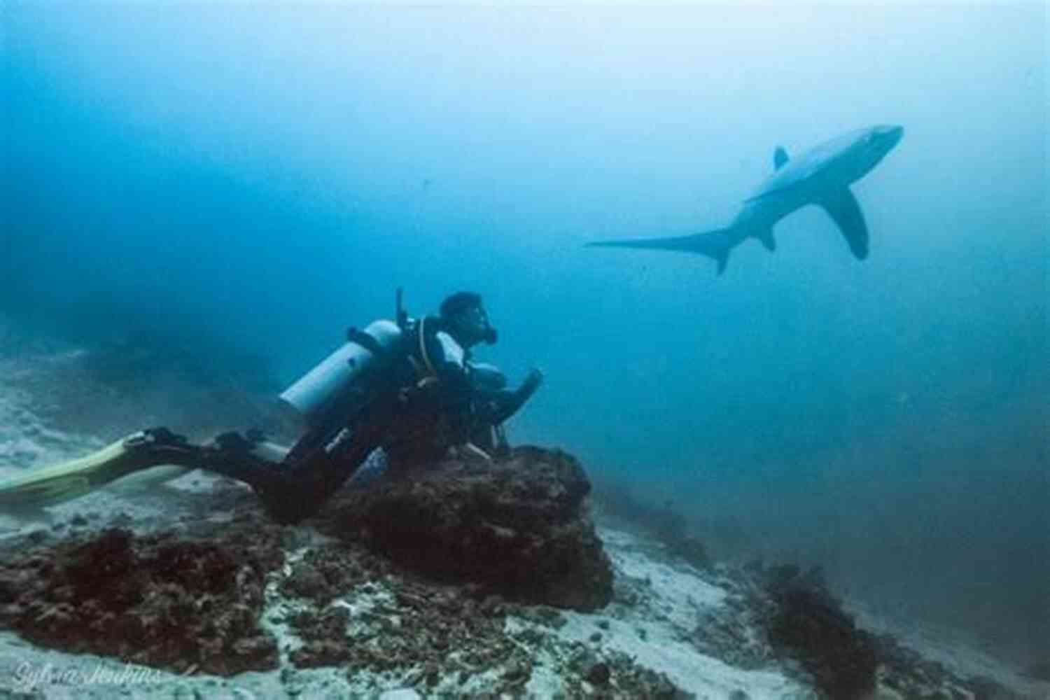 Divers Observing Sharks During A Guided Tour Voyages Of History #1 USS Indianapolis: Disaster In The Philippine Sea : Swimming With The Sharks