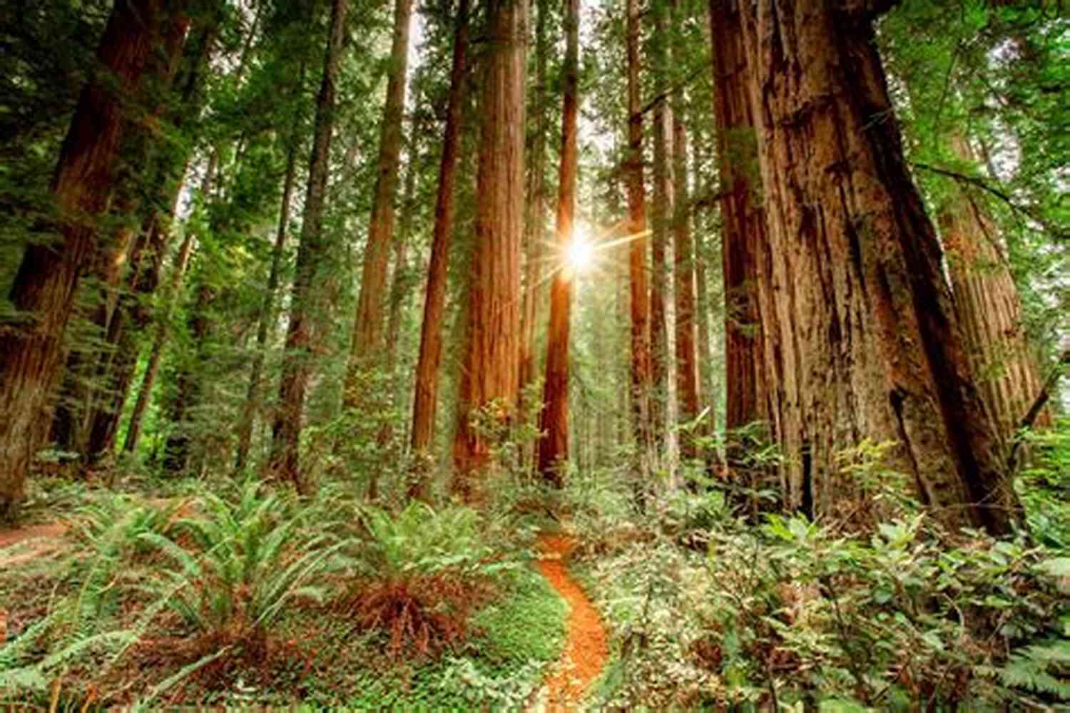 Experience The Magic Of Redwood Forests In America A Touch Of America: Four Stories From American History