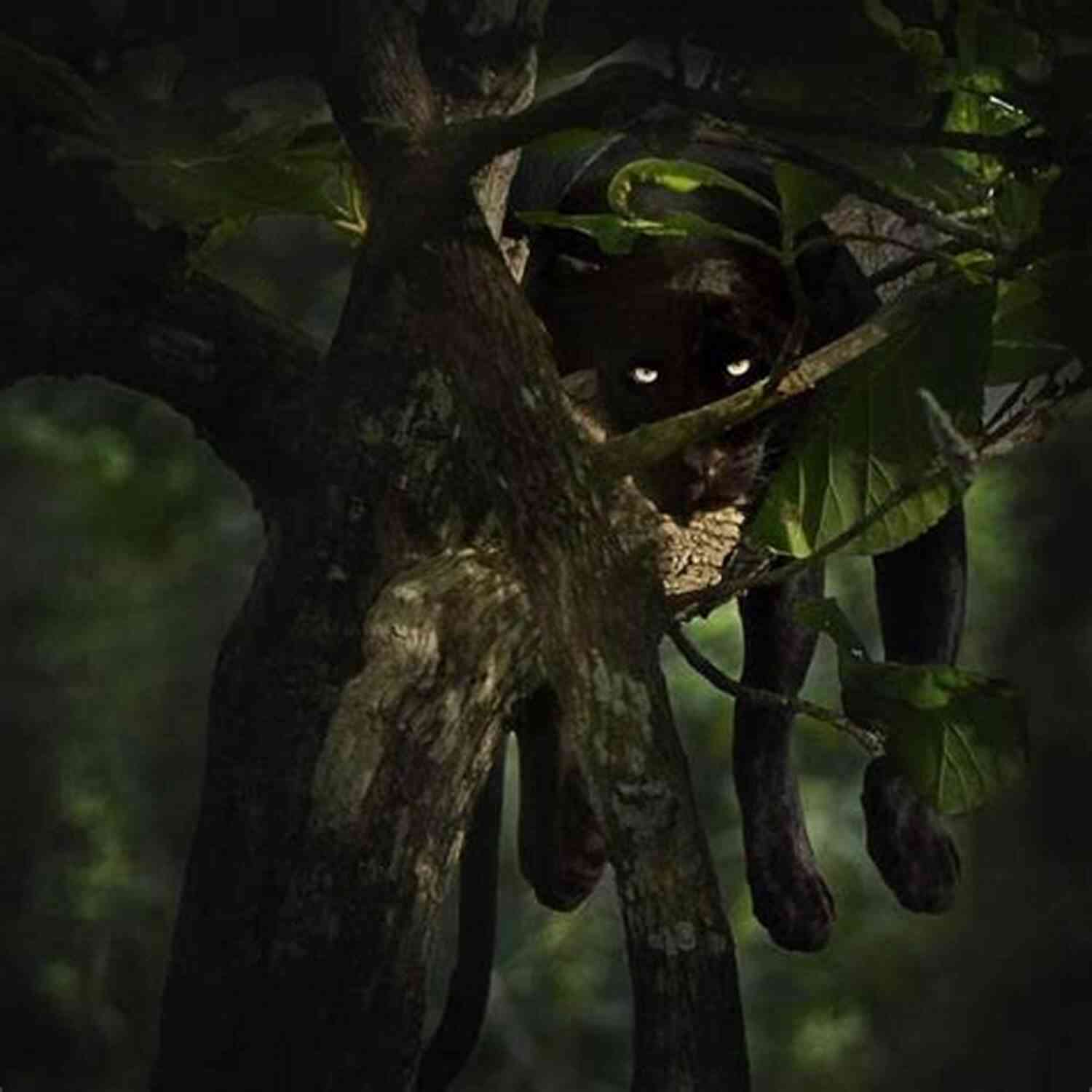 Glimpse Into The Mesmerizing World Of The Panther Sappho Amidst A Mystical Forest. Der Panther Sappho
