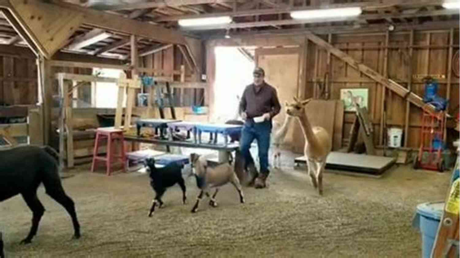 Kinder Goats In A Training Session The Ultimate Guide To Training Kinder Goats: The Step By Step Guide To Breeding Caring And Raising Kinder Goats Plus Kinder Goat Food Care And Health Instructions