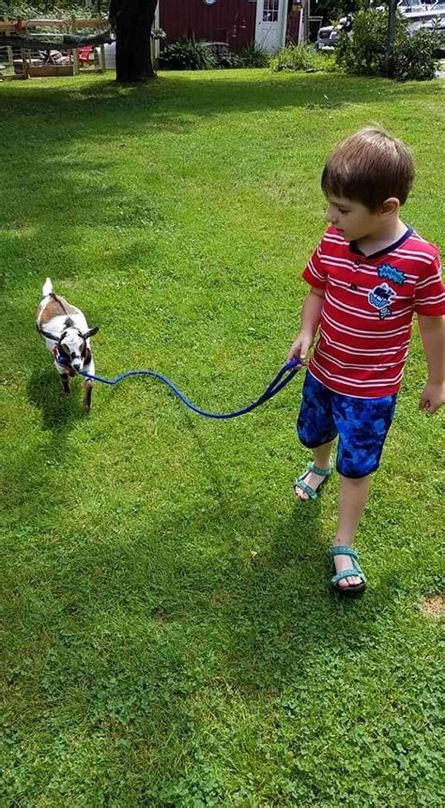 Leash Training Kinder Goats The Ultimate Guide To Training Kinder Goats: The Step By Step Guide To Breeding Caring And Raising Kinder Goats Plus Kinder Goat Food Care And Health Instructions