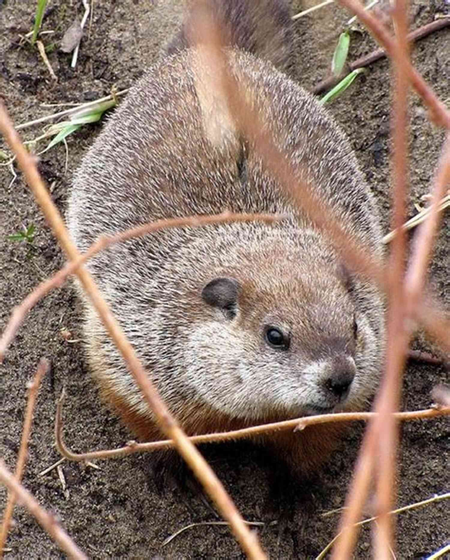 Myron The Woodchuck A Fascinating Woodland Animal With Extraordinary Abilities The Last Passions Of Myron The Woodchuck