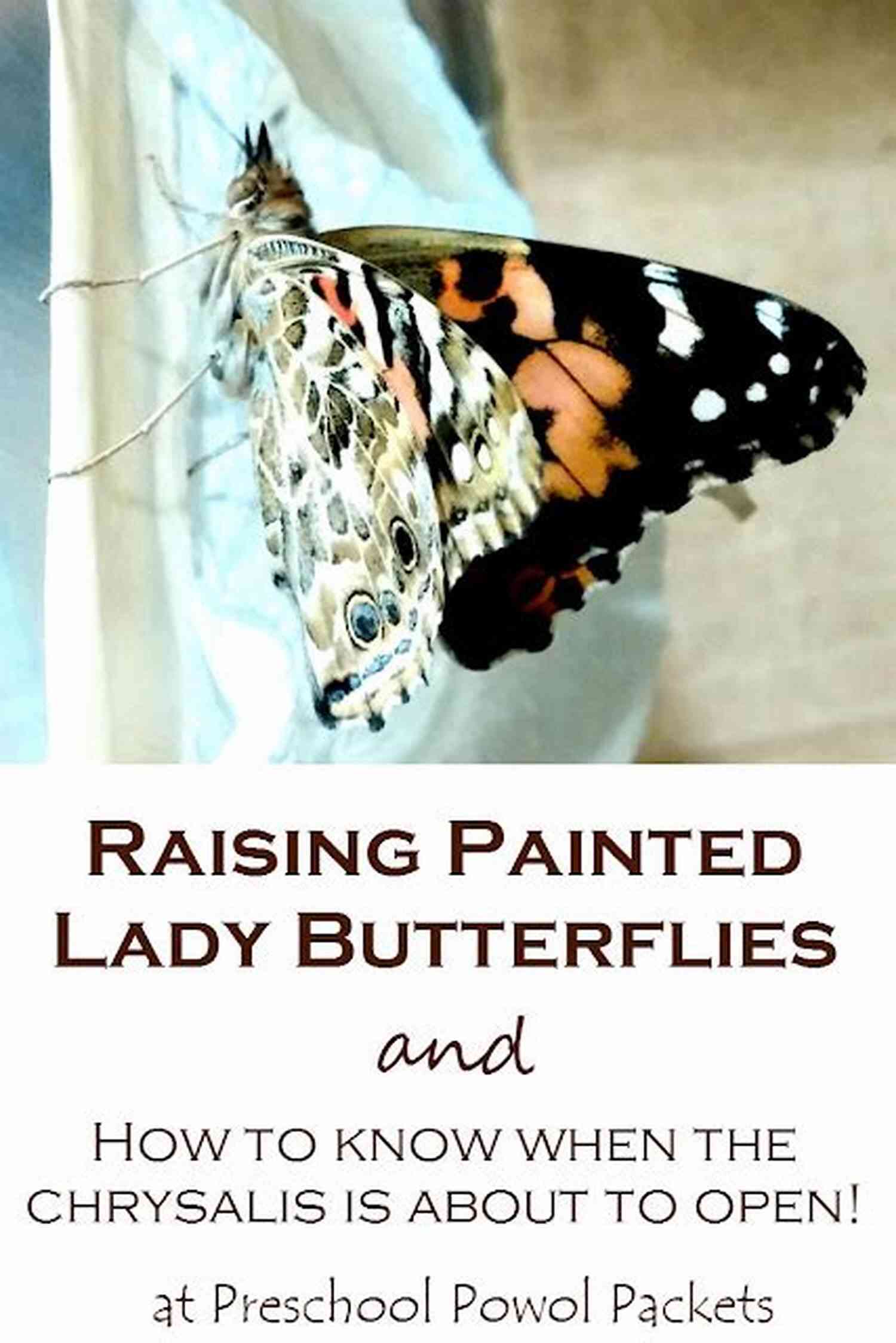Raising Painted Lady Butterflies: A Complete Guide Caterpillar Rearing: Raising Painted Lady Butterflies Let The Learning Begin