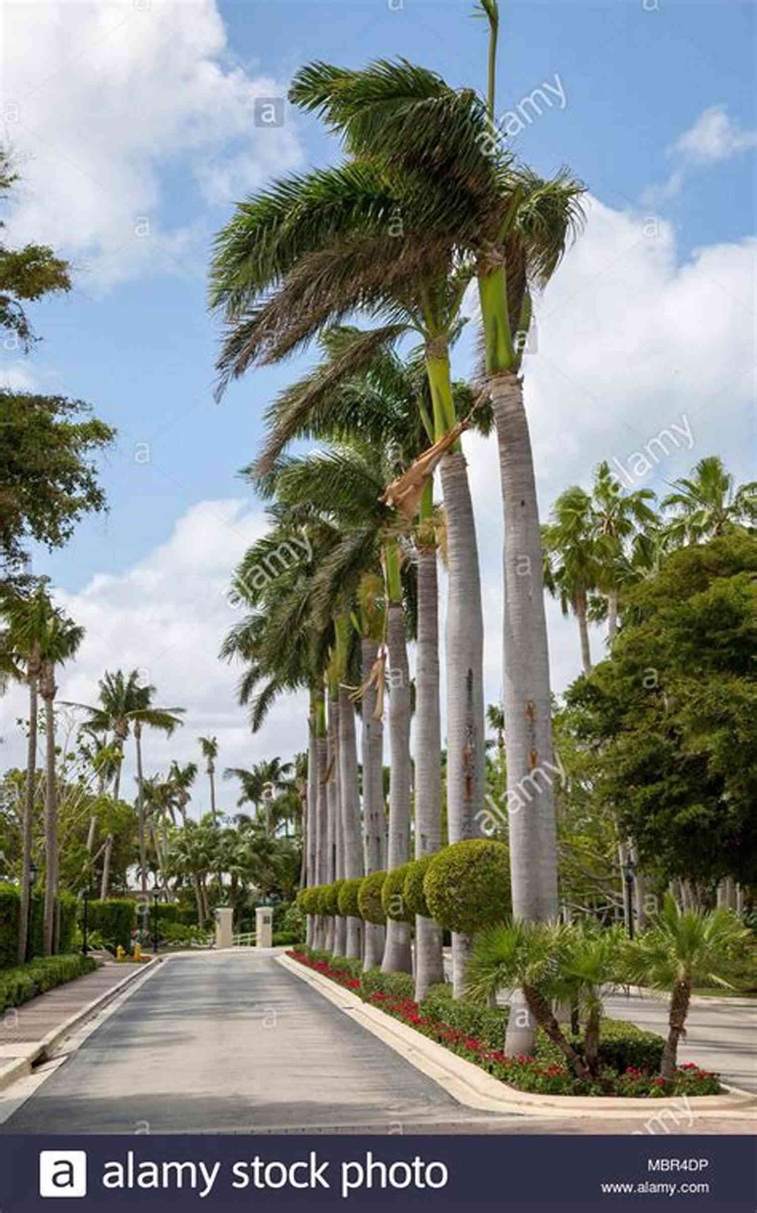 Rejuvenating Palm Tree Lined Road Leading To Key West Back On The Road To Key West