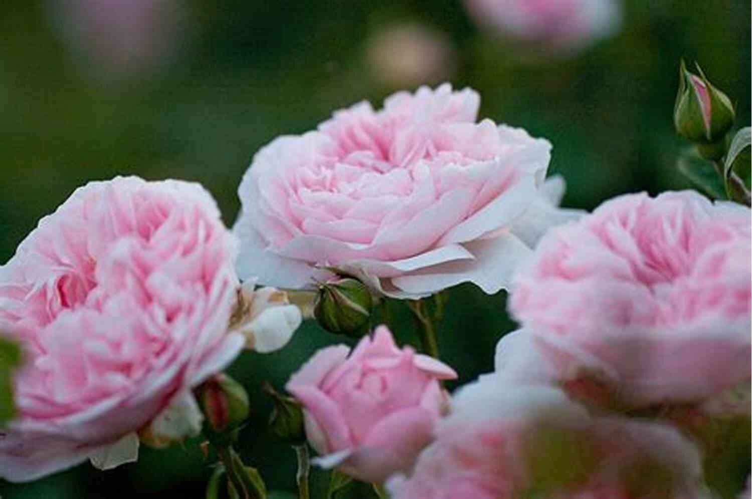 Roses Of The Past Whiskey Roses: A Thriller (The Alexander King Prequels 1)
