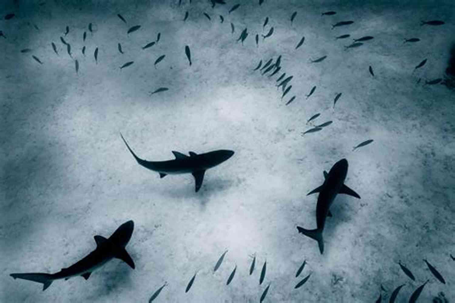 Snorkeling With Sharks In The Great Barrier Reef Voyages Of History #1 USS Indianapolis: Disaster In The Philippine Sea : Swimming With The Sharks