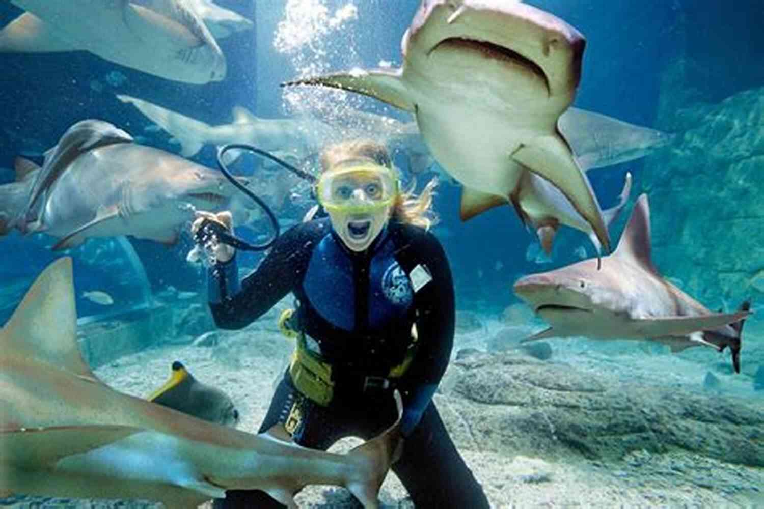 Swimming With The Sharks A Thrilling Underwater Experience Voyages Of History #1 USS Indianapolis: Disaster In The Philippine Sea : Swimming With The Sharks
